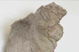 Raimonda Sereikaitė - Kiziria